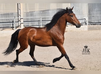 Andaluces, Caballo castrado, 6 años, 157 cm, Castaño