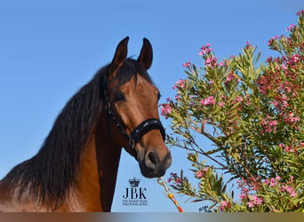 Andaluces, Caballo castrado, 6 años, 157 cm, Castaño