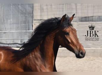 Andaluces, Caballo castrado, 6 años, 157 cm, Castaño