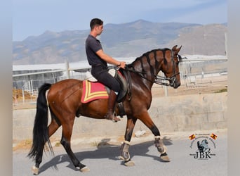 Andaluces, Caballo castrado, 6 años, 157 cm, Castaño