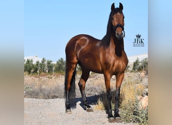 Andaluces, Caballo castrado, 6 años, 157 cm, Castaño