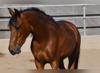 Andaluces, Caballo castrado, 6 años, 157 cm, Castaño