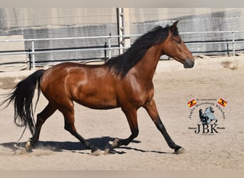 Andaluces, Caballo castrado, 6 años, 157 cm, Castaño