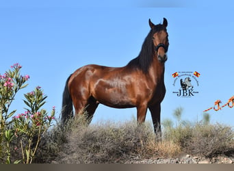 Andaluces, Caballo castrado, 6 años, 157 cm, Castaño