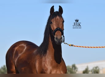 Andaluces, Caballo castrado, 6 años, 157 cm, Castaño