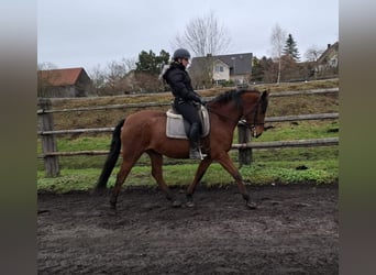 Andaluces Mestizo, Caballo castrado, 6 años, 157 cm, Castaño