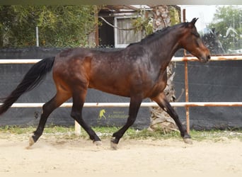 Andaluces, Caballo castrado, 6 años, 158 cm, Castaño oscuro