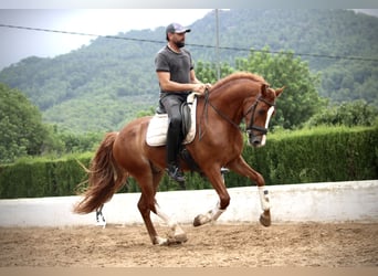 Andaluces, Caballo castrado, 6 años, 160 cm, Alazán