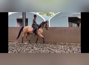 Andaluces Mestizo, Caballo castrado, 6 años, 160 cm, Bayo