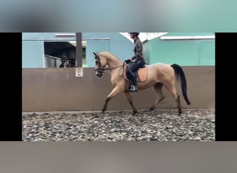 Andaluces Mestizo, Caballo castrado, 6 años, 160 cm, Bayo