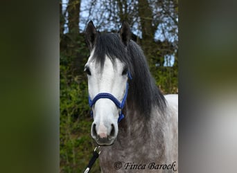Andaluces, Caballo castrado, 6 años, 160 cm, Tordo