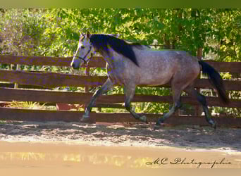 Andaluces, Caballo castrado, 6 años, 160 cm, Tordo ruano