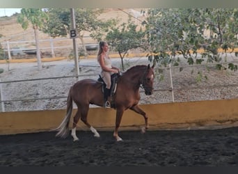 Andaluces Mestizo, Caballo castrado, 6 años, 161 cm, Alazán