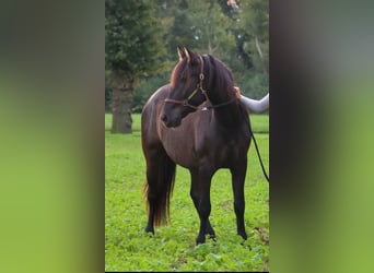 Andaluces, Caballo castrado, 6 años, 161 cm, Morcillo