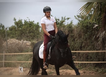 Andaluces, Caballo castrado, 6 años, 161 cm, Negro