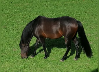 Andaluces Mestizo, Caballo castrado, 6 años, 162 cm, Castaño oscuro