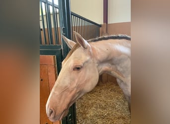 Andaluces, Caballo castrado, 6 años, 162 cm, Perlino
