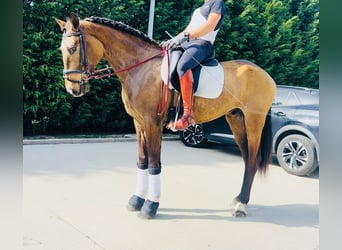 Andaluces, Caballo castrado, 6 años, 163 cm, Buckskin/Bayo