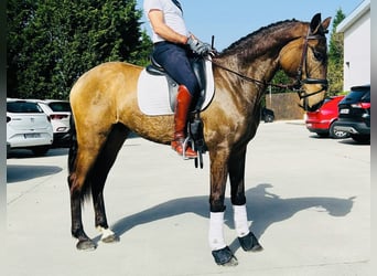 Andaluces, Caballo castrado, 6 años, 163 cm, Buckskin/Bayo