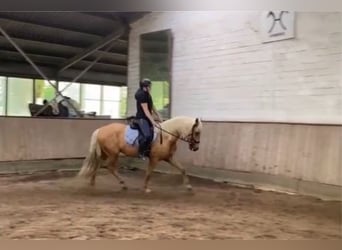Andaluces, Caballo castrado, 6 años, 163 cm, Palomino