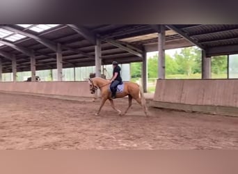 Andaluces, Caballo castrado, 6 años, 163 cm, Palomino