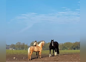 Andaluces, Caballo castrado, 6 años, 163 cm, Palomino