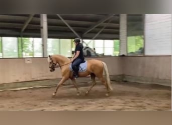 Andaluces, Caballo castrado, 6 años, 163 cm, Palomino