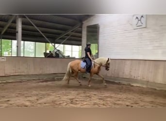 Andaluces, Caballo castrado, 6 años, 163 cm, Palomino
