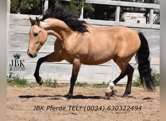 Andaluces, Caballo castrado, 6 años, 165 cm, Bayo