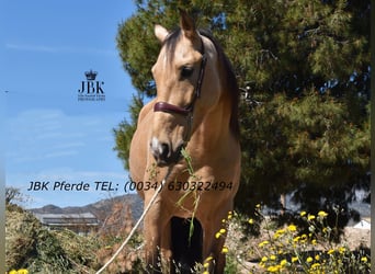 Andaluces, Caballo castrado, 6 años, 165 cm, Bayo