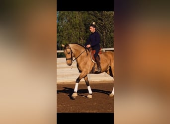 Andaluces, Caballo castrado, 6 años, 165 cm, Bayo