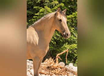 Andaluces, Caballo castrado, 6 años, 165 cm, Buckskin/Bayo