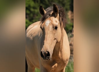 Andaluces, Caballo castrado, 6 años, 165 cm, Buckskin/Bayo