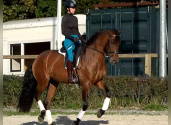 Andaluces, Caballo castrado, 6 años, 165 cm, Castaño