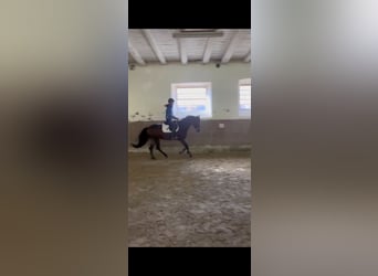 Andaluces, Caballo castrado, 6 años, 165 cm, Castaño oscuro