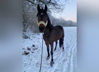 Andaluces, Caballo castrado, 6 años, 165 cm, Castaño oscuro