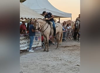 Andaluces, Caballo castrado, 6 años, 165 cm, Champán