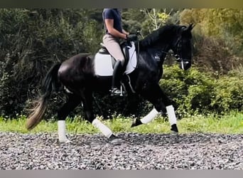 Andaluces, Caballo castrado, 6 años, 165 cm, Negro