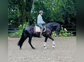 Andaluces, Caballo castrado, 6 años, 165 cm, Negro