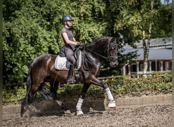 Andaluces, Caballo castrado, 6 años, 165 cm, Negro