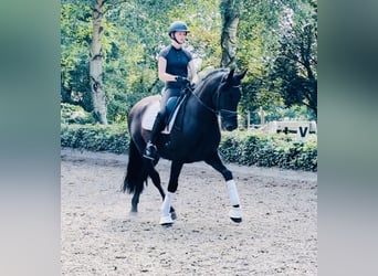 Andaluces, Caballo castrado, 6 años, 165 cm, Negro