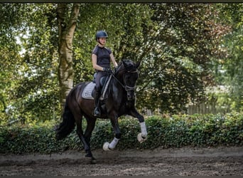 Andaluces, Caballo castrado, 6 años, 165 cm, Negro