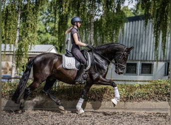 Andaluces, Caballo castrado, 6 años, 165 cm, Negro