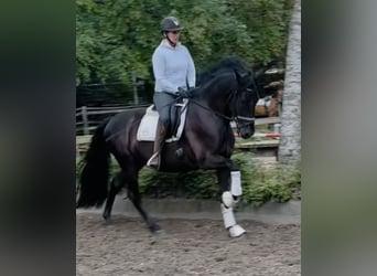 Andaluces, Caballo castrado, 6 años, 165 cm, Negro