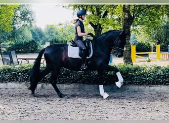 Andaluces, Caballo castrado, 6 años, 165 cm, Negro