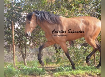 Andaluces, Caballo castrado, 6 años, 167 cm, Bayo