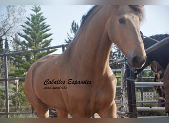 Andaluces, Caballo castrado, 6 años, 167 cm, Bayo