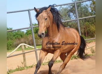 Andaluces, Caballo castrado, 6 años, 167 cm, Bayo