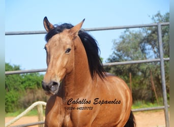 Andaluces, Caballo castrado, 6 años, 167 cm, Bayo