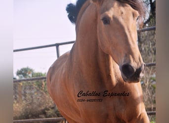 Andaluces, Caballo castrado, 6 años, 167 cm, Bayo